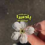 دانلود رمان پادمیرا pdf از مبینا مهراور با لینک مستقیم